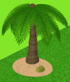 palmier 12