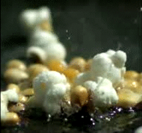 nourritures popcorn 39